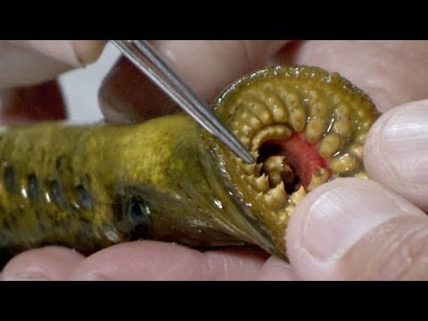 Lamprey Dissection   River Monsters