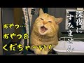 おやつを催促する圧がすごい!強烈キャラの喋る野良猫