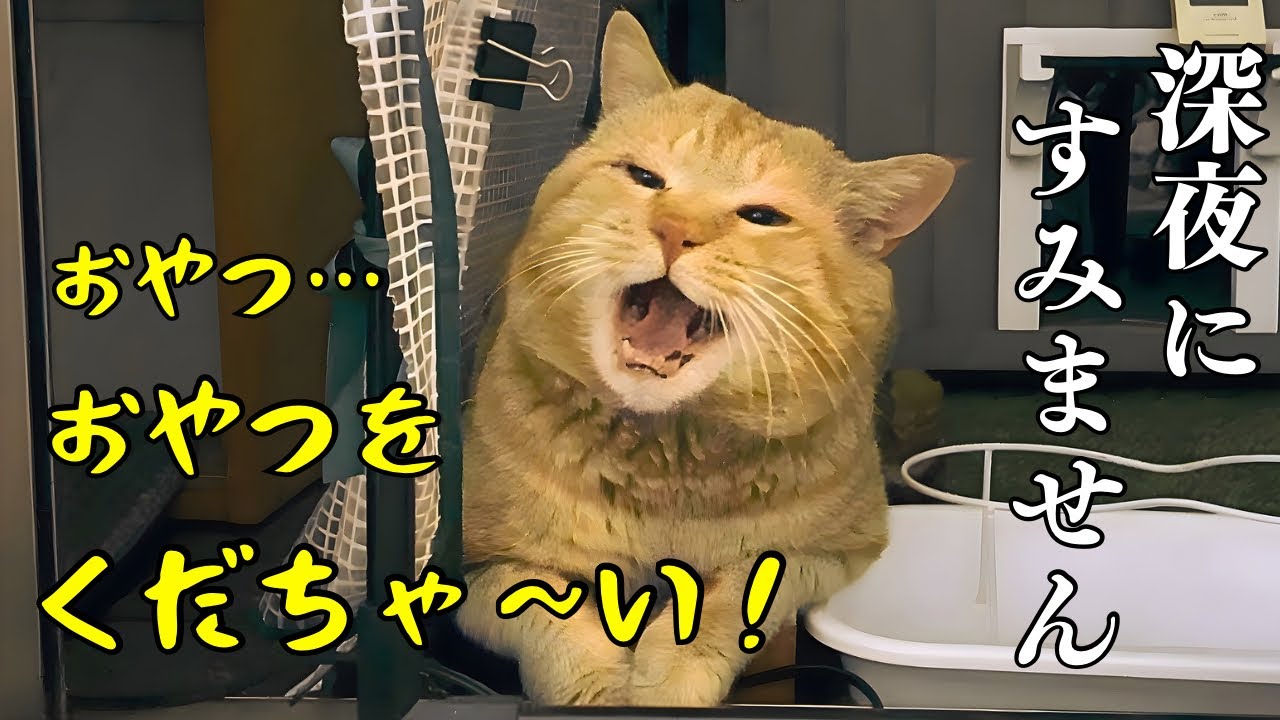 The pressure to get a snack is intense! A talking stray cat with a