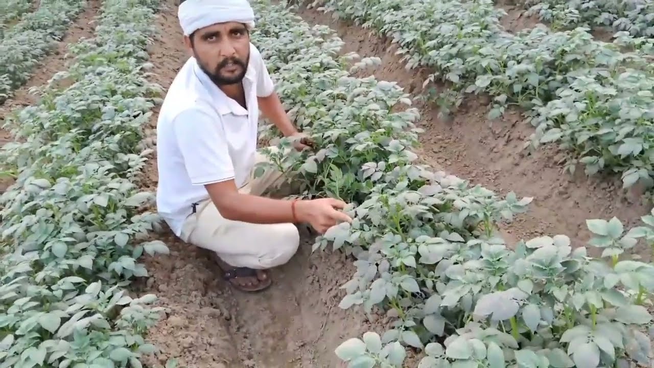 Organic potato farming