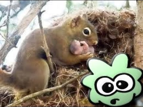 ما هو تأثير السنجاب على البيئة