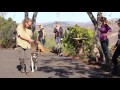 Training | Working with a pulling reactive dog | Solid K9 Training Dog Training Training | Working with a pulling reactive dog | Solid K9 Training Dog Training