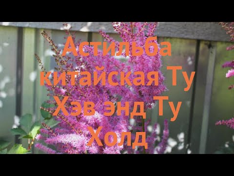 Астильба китайская Ту Хэв энд Ту Холд 🌿 обзор: как сажать, саженцы астильбы Ту Хэв энд Ту Холд