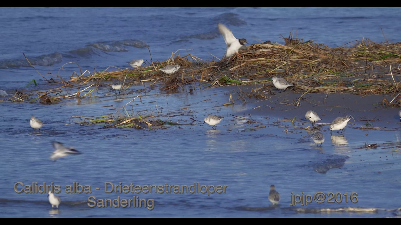 Calidris alba - Drieteenstrandloper - Sanderling