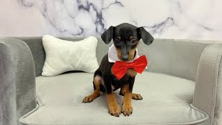 Miniature Pinscher (M) at Furry Babies Portage!