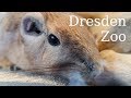 Dresden Zoo - Germany&#39;s fourth oldest zoo. Information and overview of the most interesting animals