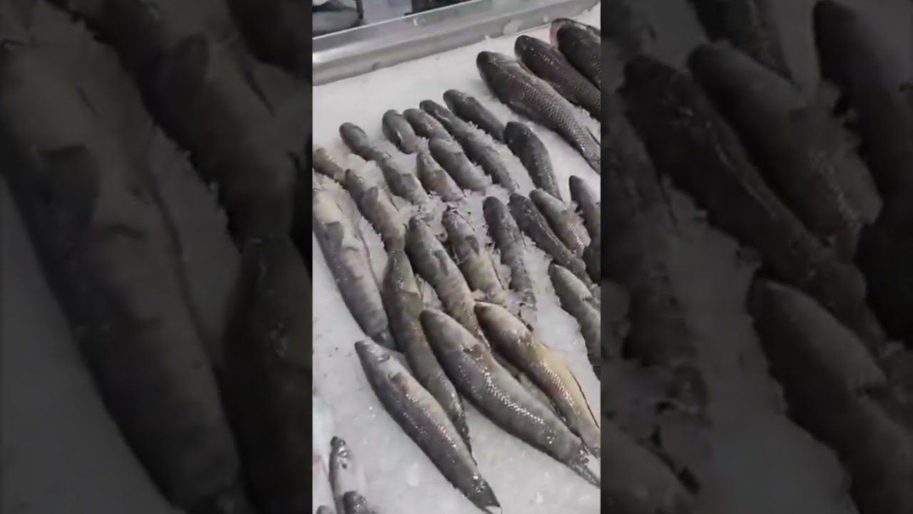 Water front fish market, Dubai, UAE. 