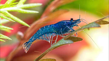 ¿Cuáles son las gambas de acuario más fáciles de criar?