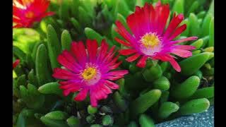 Hymn #444: I'm A Pilgrim