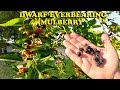 So much fruit  dwarf everbearing mulberry