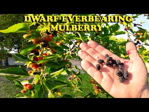 So Much Fruit! | Dwarf Everbearing Mulberry