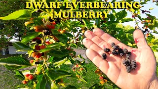 So Much Fruit! | Dwarf Everbearing Mulberry