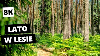 Lato W Lesie 8K Relaks, Medytacja, Dźwięki Natury, Bory, Puszcza, Podróże, Spacer