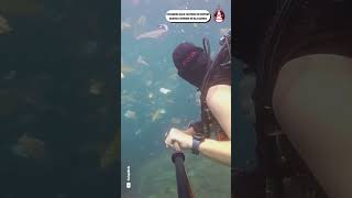 DESCUBREN UNA GRAN CANTIDAD DE ESPECIES MARINAS VIVIENDO EN ISLA BASURA