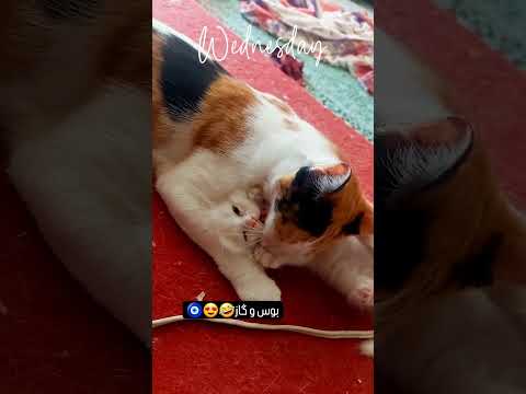 بشه ی خودشه فداش بشم خودشهدوس داره گازش بگیره