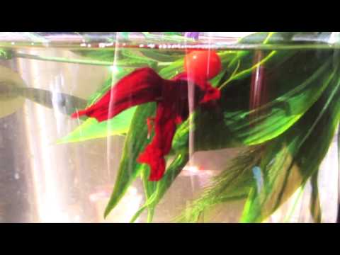 betta fish ping pong ball