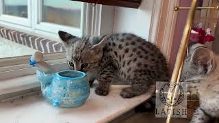 F1 Silver Savannah Kittens!🔥🐆 #kittens by Lavish Savannah’s 382 views 1 year ago 1 minute