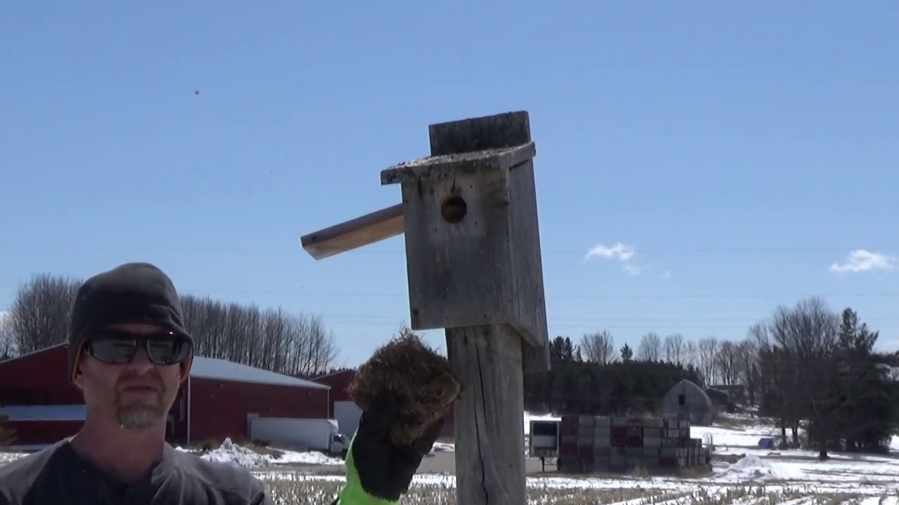 Why You Should Clean Out Your Bluebird Houses Each Year.