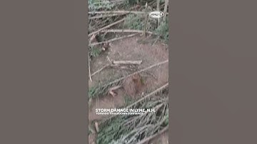 Tornado touchdown confirmed in Lyme, NH; see tree damage