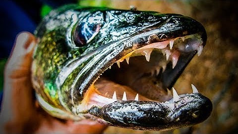 Fish Biology\Anatomy - Understanding The Walleye