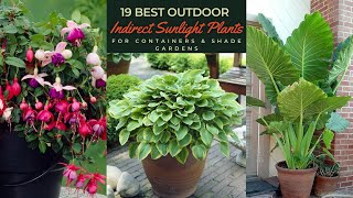 19 Best Outdoor Indirect Sunlight Plants for Containers & Shade Gardens