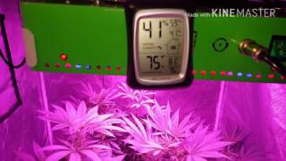 Gbn aka grow bigg nuggs series update