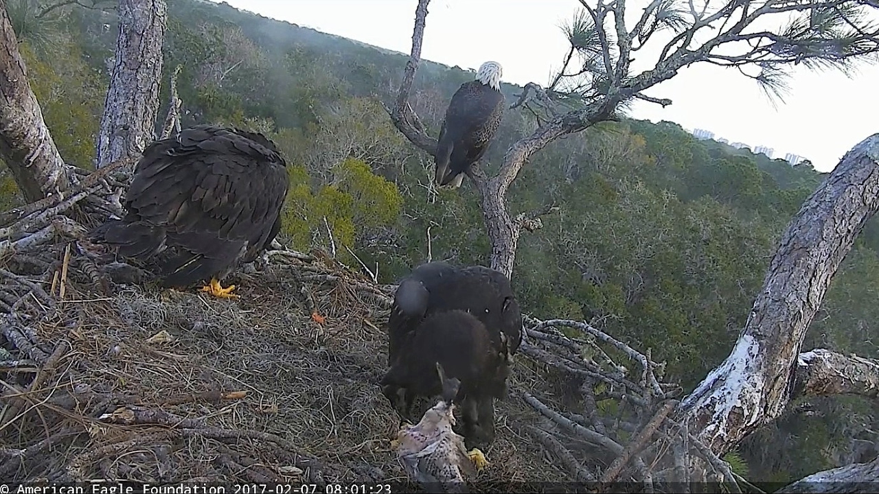 2017/02/07 8h01  NEFL Eaglets try to eat