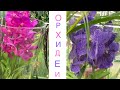 🌺нежные  ,красивые свежие  Орхидеи в Оби и Леруа  Мерлен ( 11.12/2020)