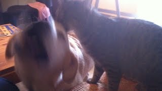 Cute Cat loves Dog ♥ Best Furry Friends ♥ Katze liebt Labrador ♥