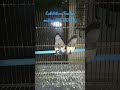 Exhibition finches mating BF-BB-NG breeding season