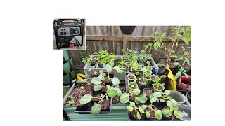Fall seedlings update plus a product review. #Efurden  #Generator  #Emergency-power