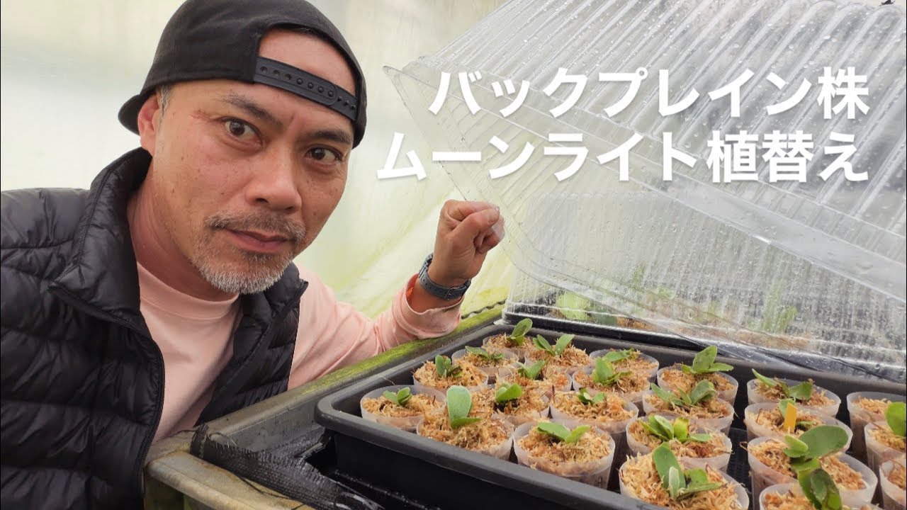 ほんわかアロイダーズ がライブ配信中！