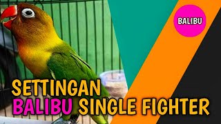 SETTINGAN LOVEBIRD BALIBU SINGLE FIGHTER JEDA RAPAT