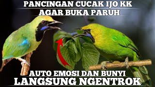 🔴 PANCINGAN CUCAK IJO KEPALA KUNING AGAR GACOR‼️ HANYA BEBERAPA MENIT LANGSUNG BUNYI ‼️❓