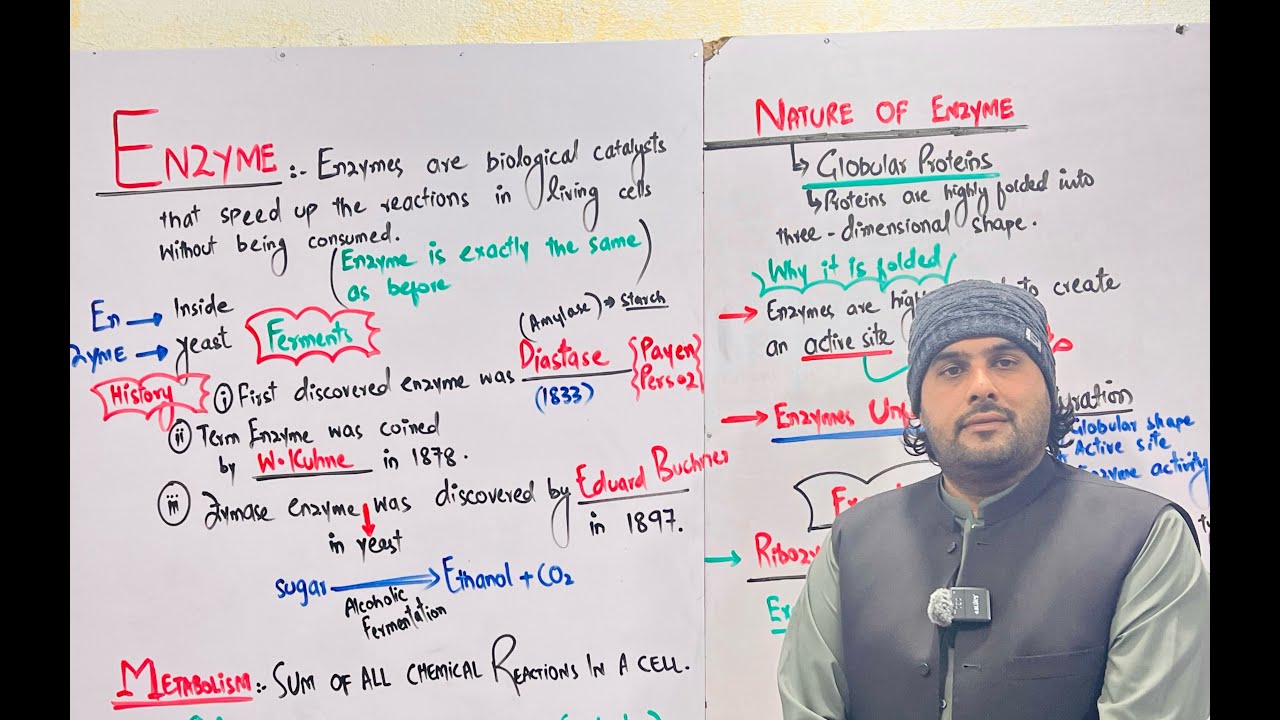 ВВЕДЕНИЕ В ФЕРМЕНТЫ | ИСТОРИЯ, ПРИРОДА, СТРУКТУРА ФЕРМЕНТОВ |