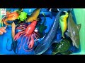 Learn Sea Animal Sea Creature Names in English Korean 바다동물 바다생물 물놀이하며 이름 배우기 영어 한국어