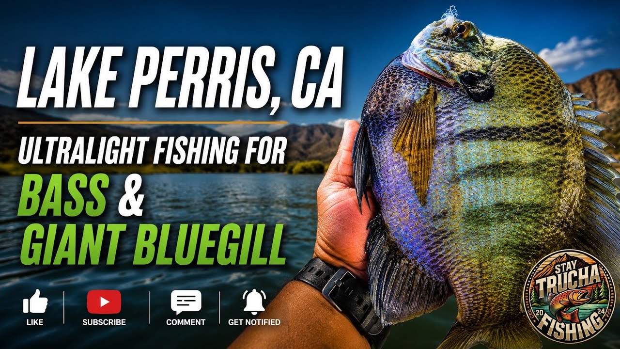 Lake Perris is LOADED!  Bass & Giant Bluegill ACTION!