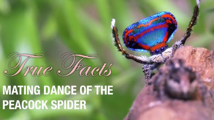 See Seven New Dazzling, Dancing Peacock Spiders, Smart News