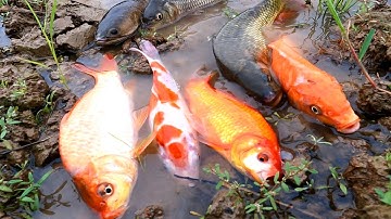 Bắt cá ngoài ruộng, cá chép, cá vàng, cá sộp, các loại cá nước ngọt quen thuộc