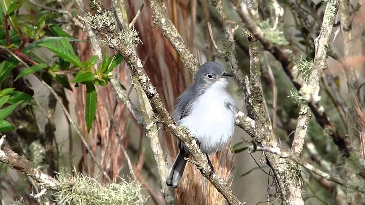 Blue Grey Gnatcatcher at Circle B by Lee 