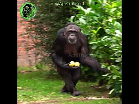 Funny Chimpanzee Walks Upright To Get Apples #shorts