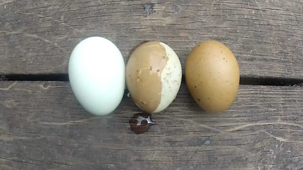 chicken, egg, color.
