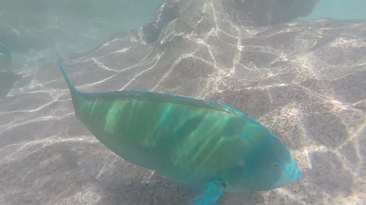 Horseshoe Bay Bermuda Snorkeling Day 1