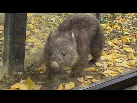 【Wombat】(コウくん、ありがとう。)あれから1年。ウォンバットのコウくんとの想い出 。#五月山動物園