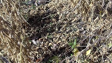 Cover crops flown into standing soybeans -1 month later