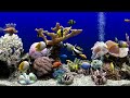 Soothing fish tank for cats  aquarium water sounds  focus sleep  meditation  6 hours