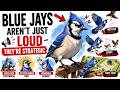 THE BLUE JAY TRICK: What They REALLY Do in Your Backyard