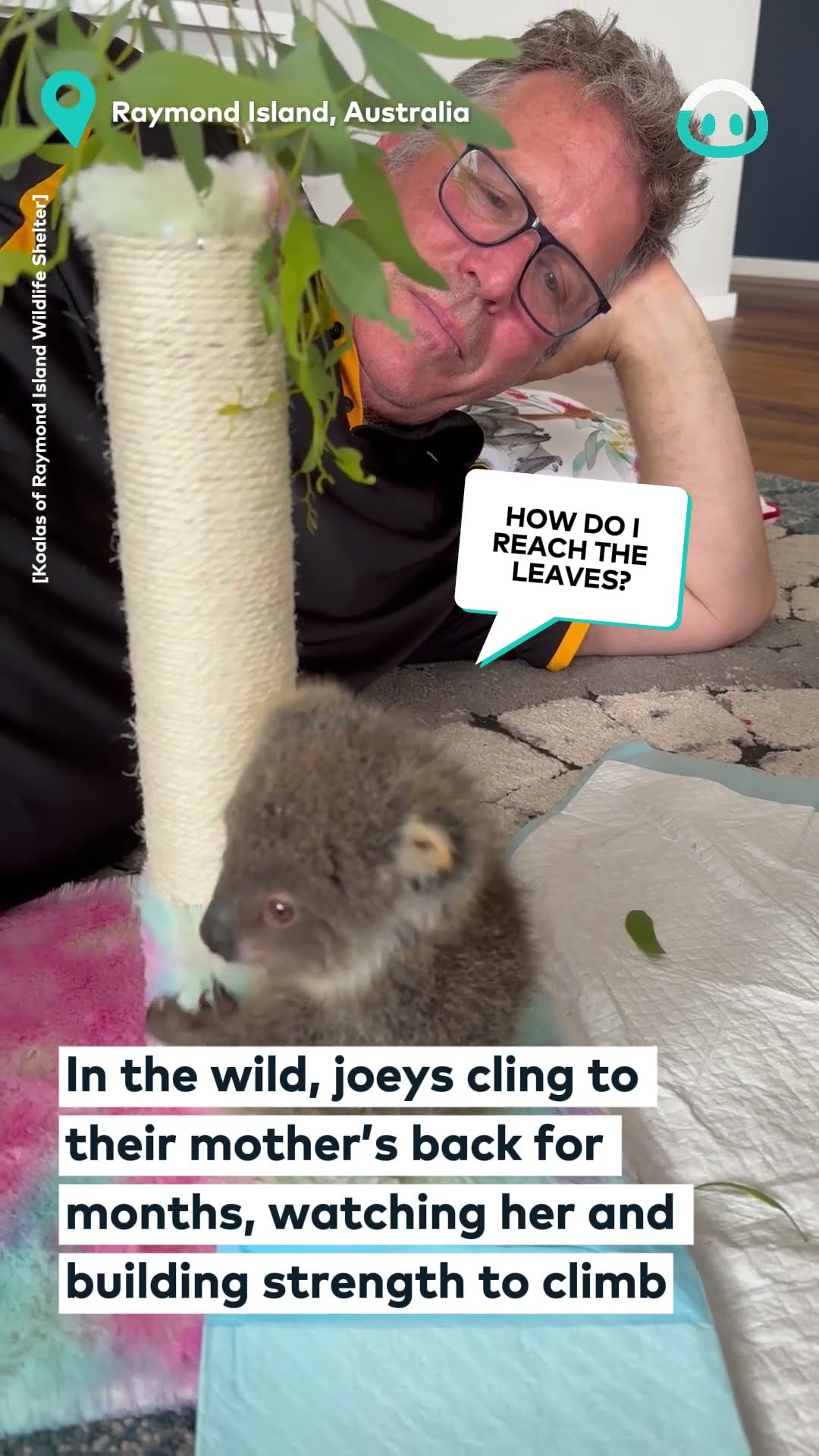 Encouraging Orphaned Koala To Climb || ViralHog