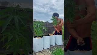 Grow Cannabis Day 1-120🍃⛽️Easy Seed to Harvest