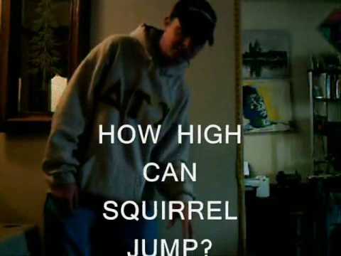 how high can squirrel jump?